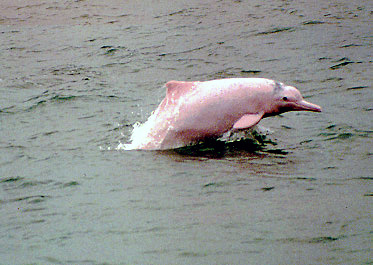 El delfín chino de río se ha extinguido.
